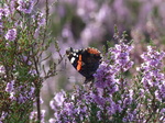 FZ020372 Red Admiral (Vanessa atalanta) on Heather (Calluna vulgaris).jpg